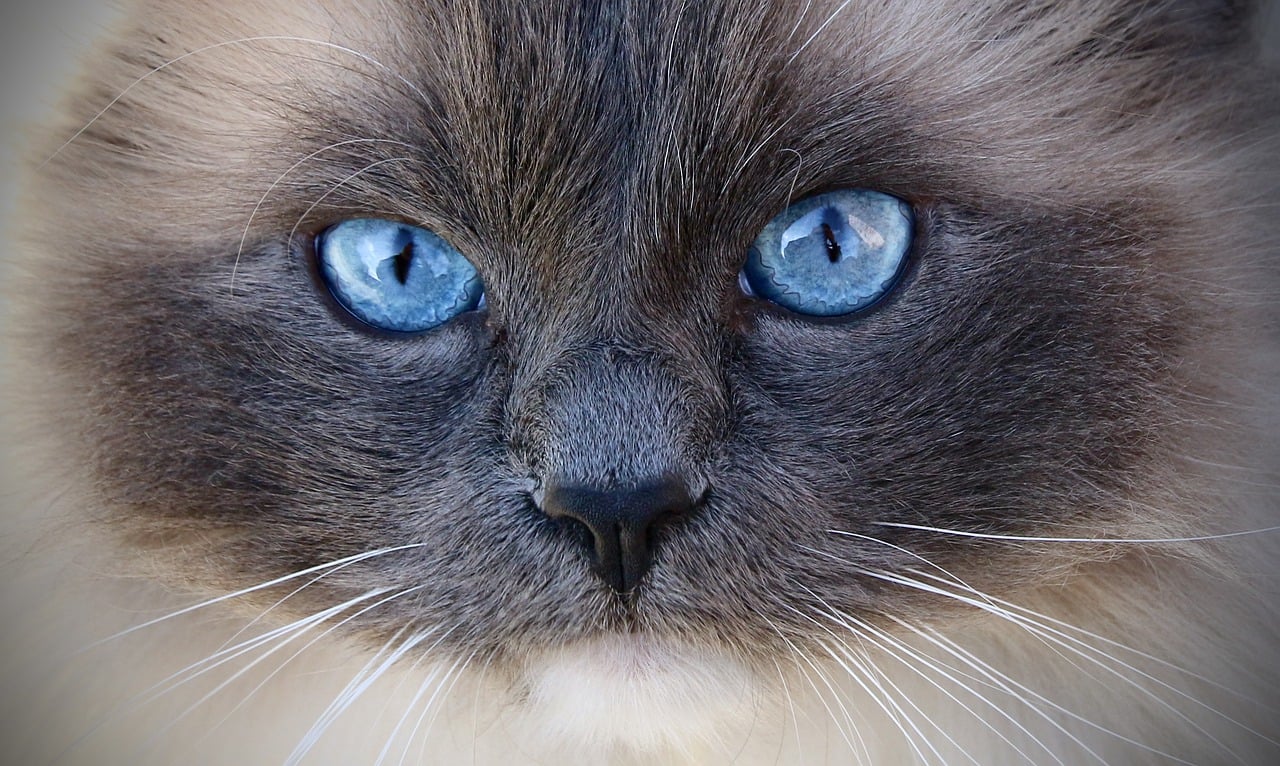 The Playful Personality of the Singapura Cat